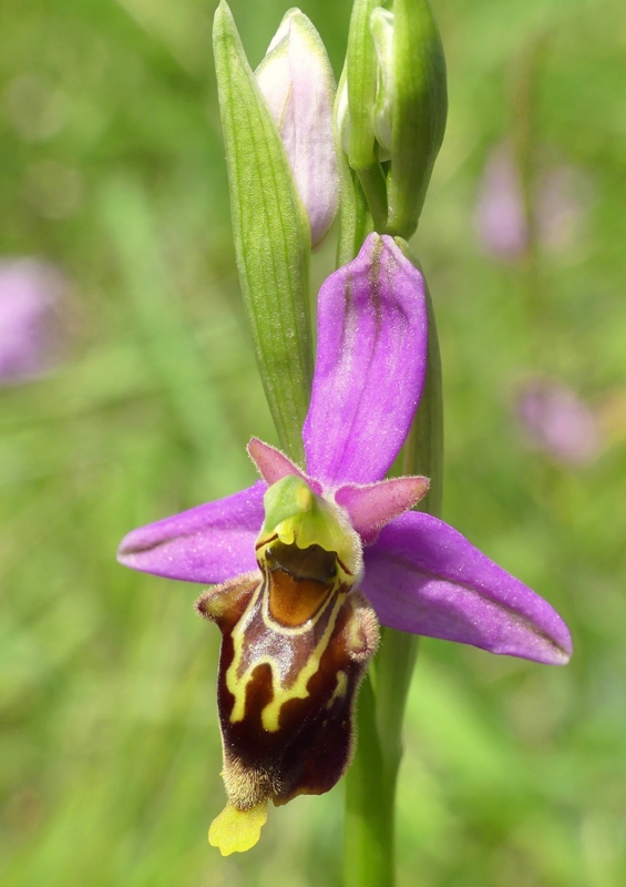 Ophrys apifera x Ophrys holosericea subsp.dinarica, splendidi ibridi nell''aquilano 2021.